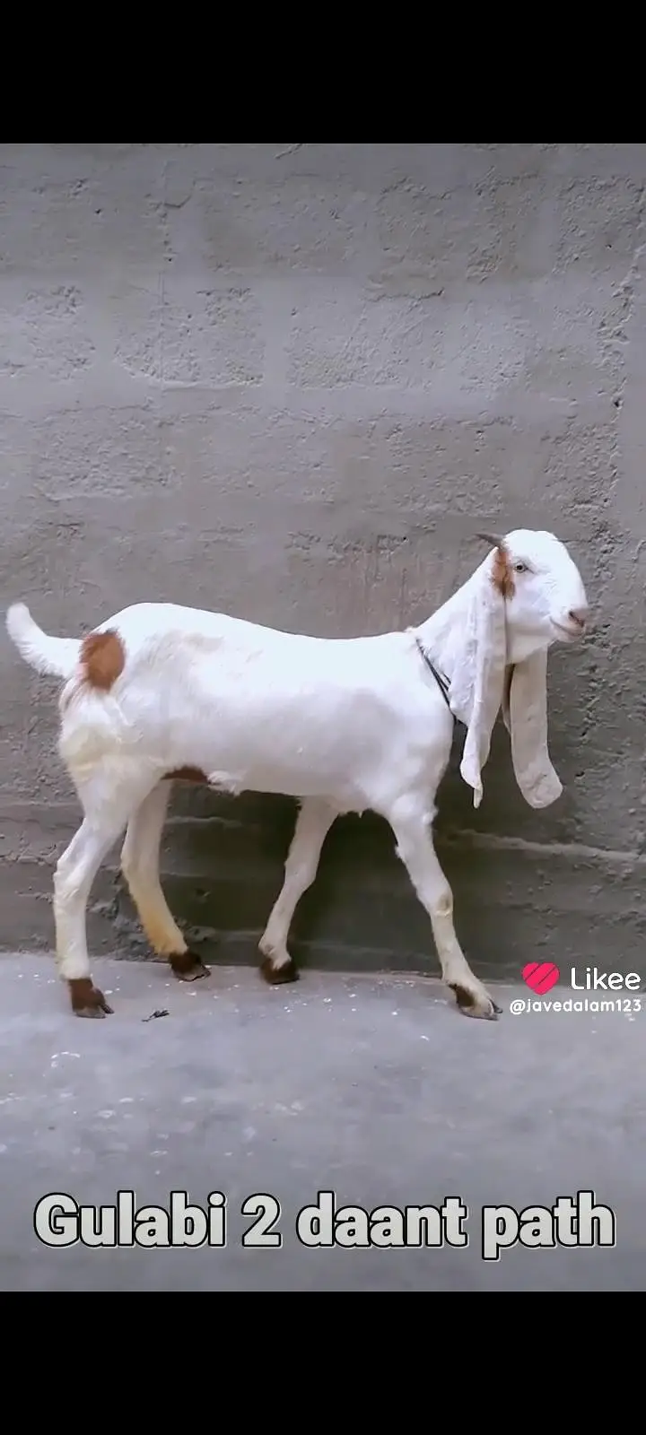 GULABI BAKRA BAKRI GOAT — photo 3