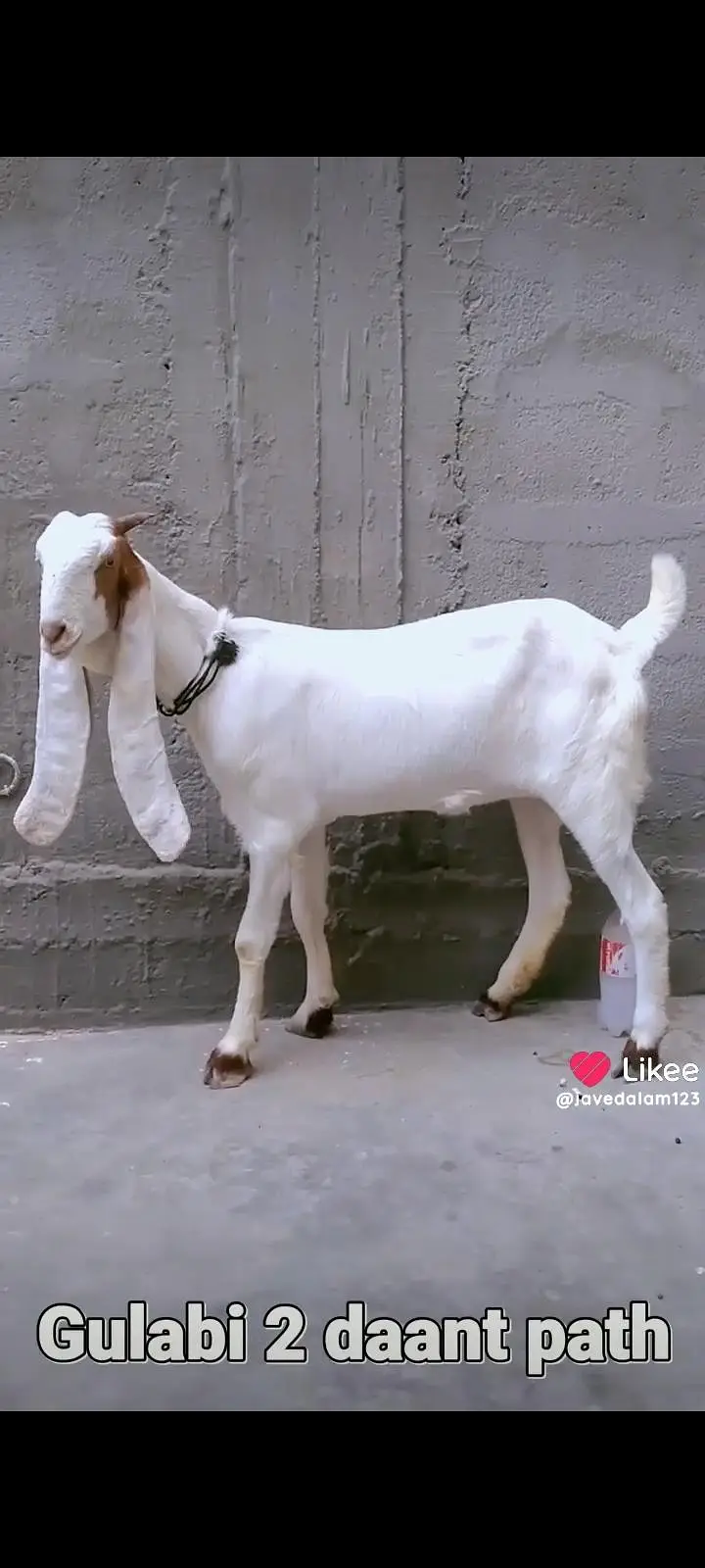 GULABI BAKRA BAKRI GOAT — photo 4