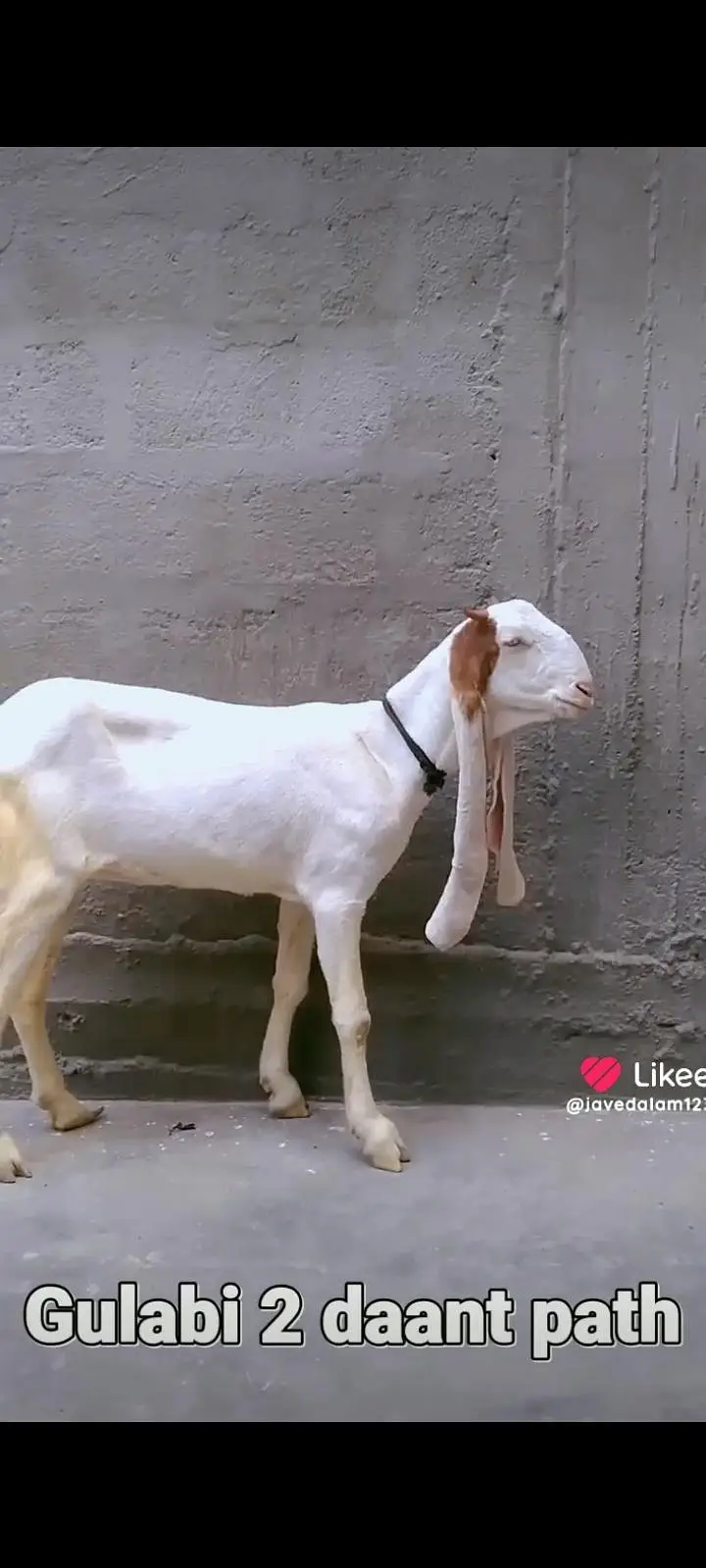 GULABI BAKRA BAKRI GOAT — photo 5