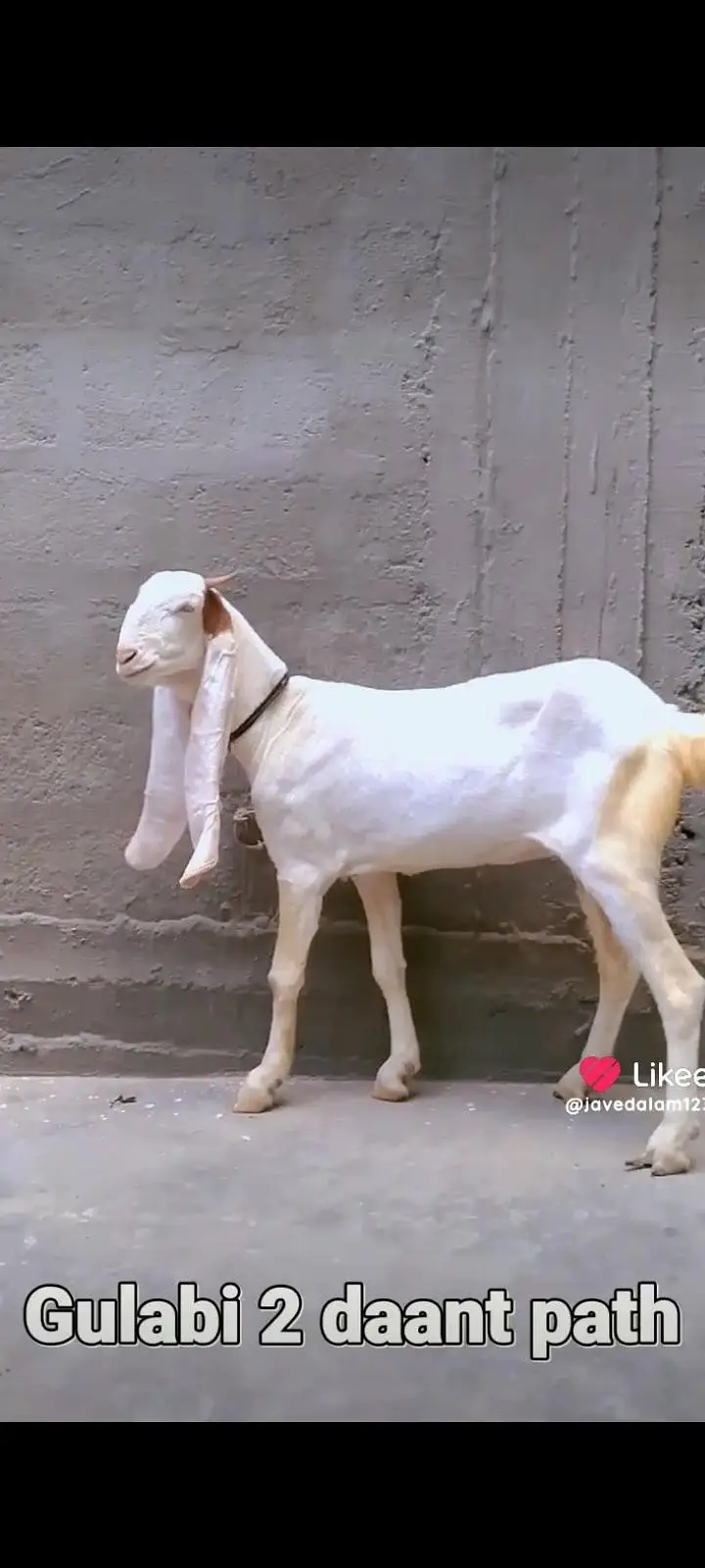 GULABI BAKRA BAKRI GOAT — photo 6