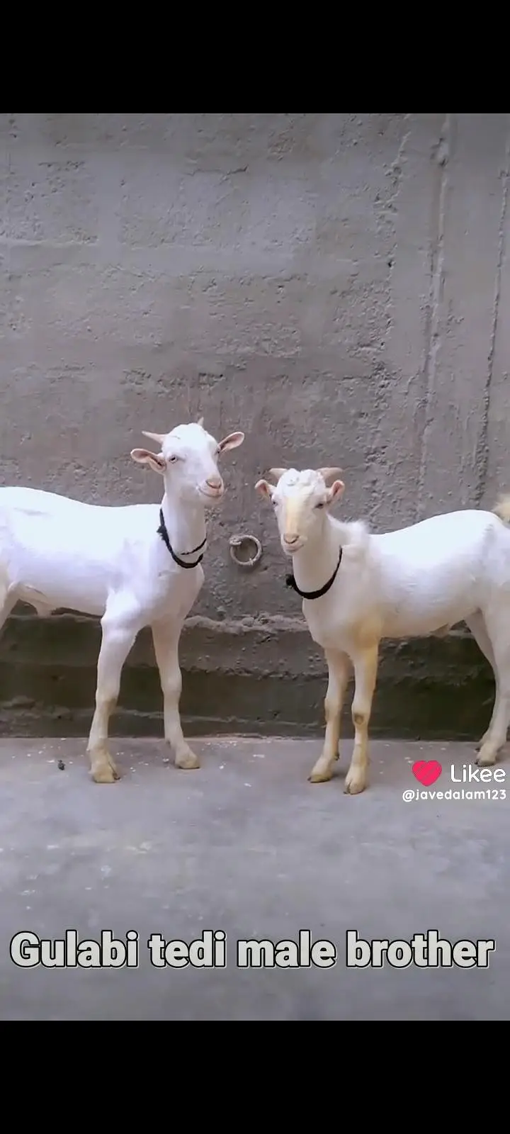 GULABI BAKRA BAKRI GOAT — photo 7