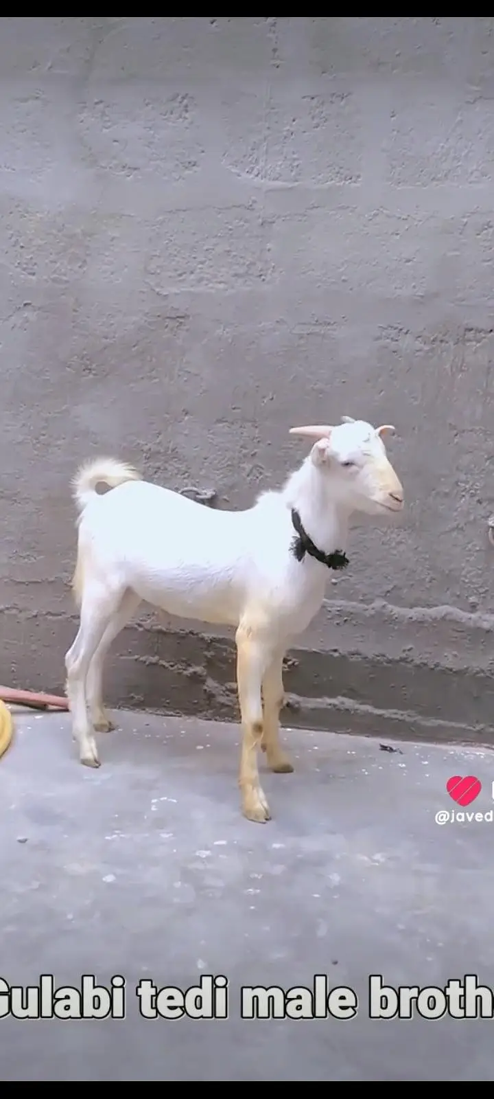 GULABI BAKRA BAKRI GOAT — photo 8