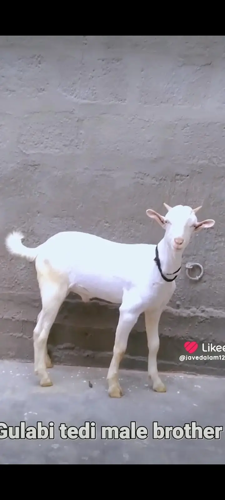 GULABI BAKRA BAKRI GOAT — photo 9
