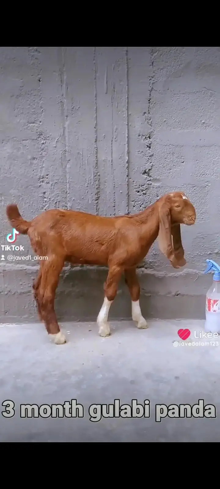 GULABI BAKRA BAKRI GOAT — photo 10