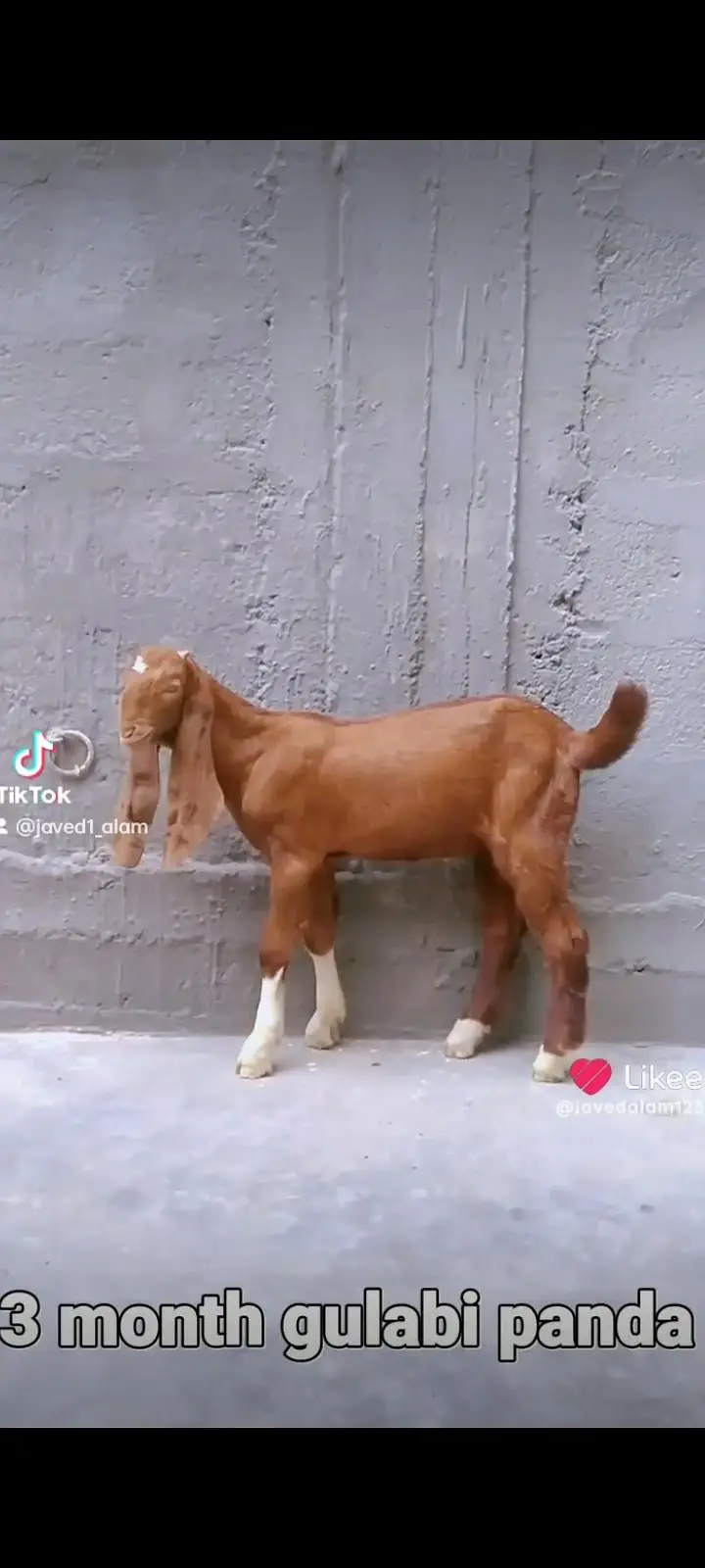 GULABI BAKRA BAKRI GOAT — photo 11