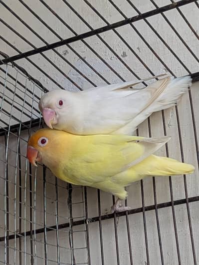 cremino pair