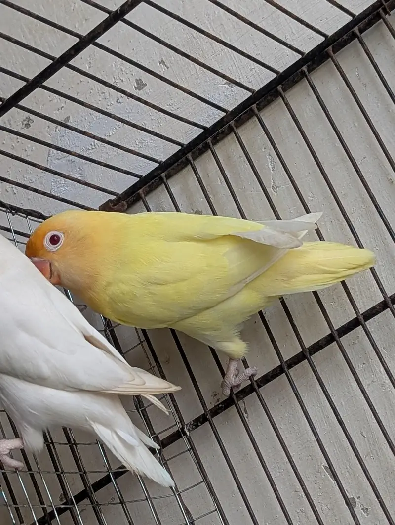 cremino pair — photo 2