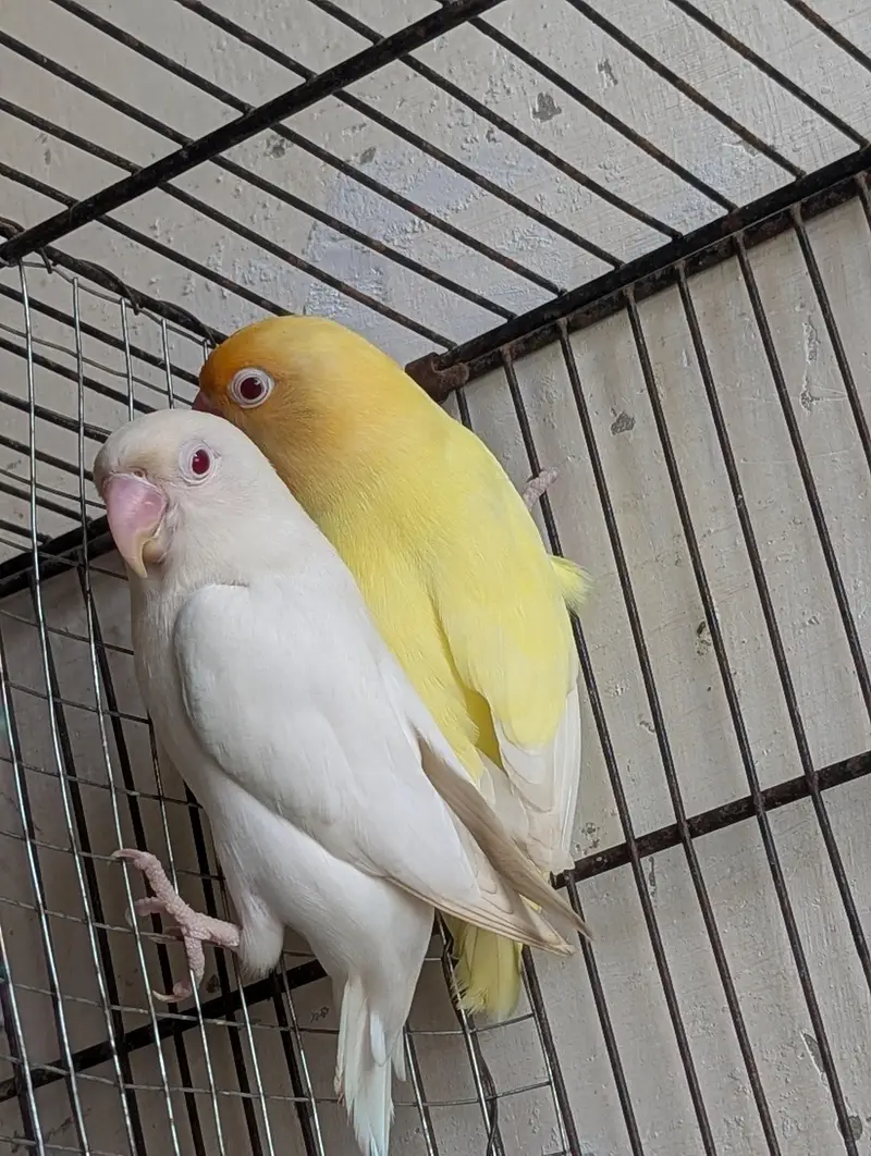 cremino pair — photo 3