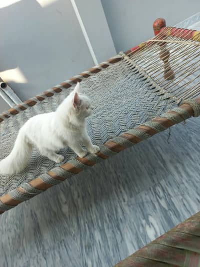 white persian cat tripples cot