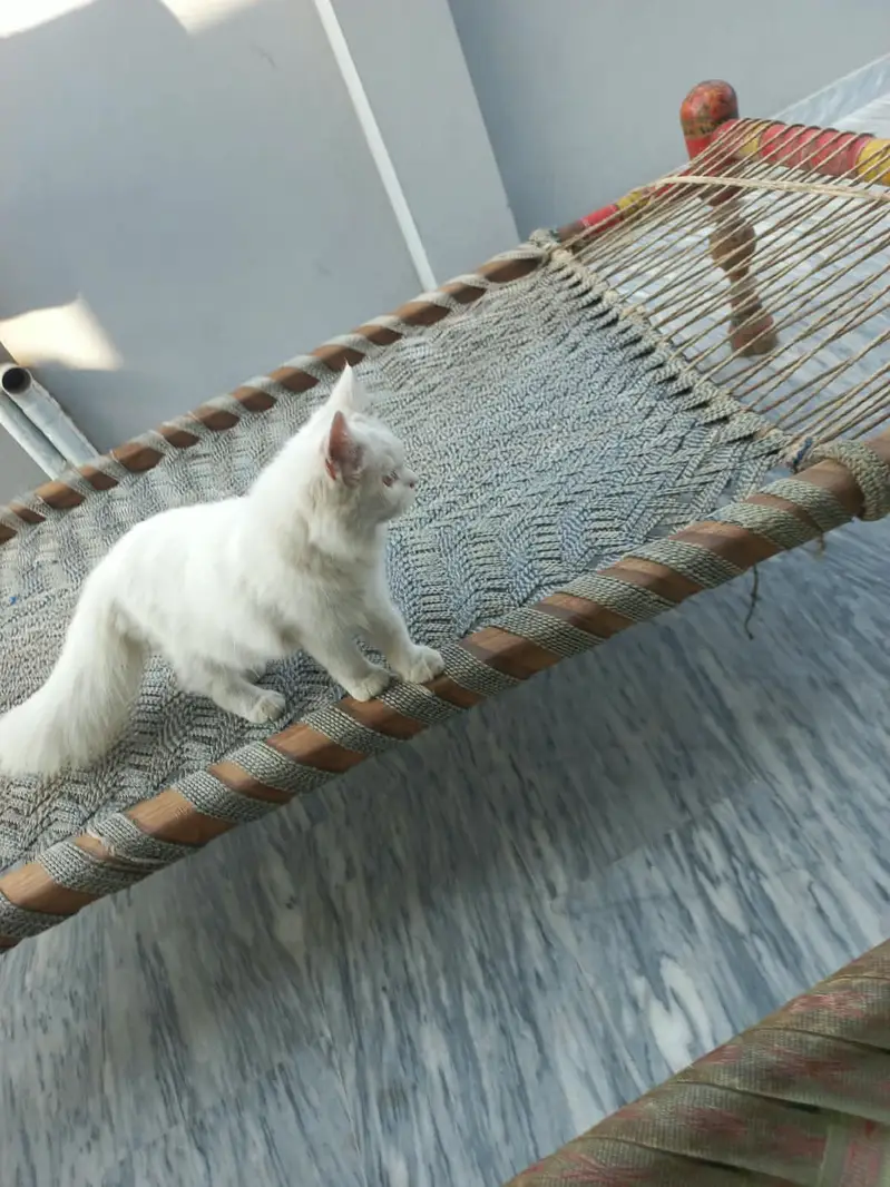 white persian cat tripples cot
