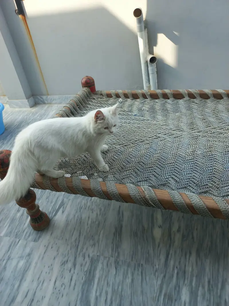 white persian cat tripples cot — photo 2