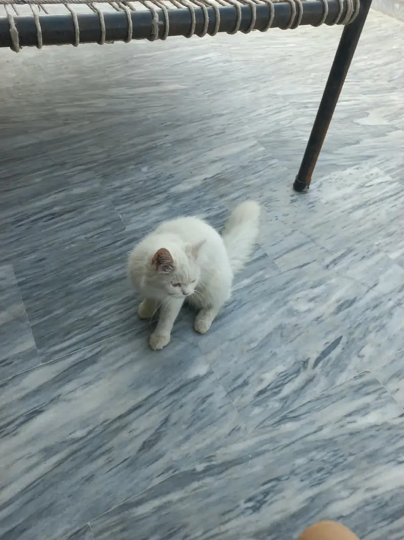 white persian cat tripples cot — photo 3