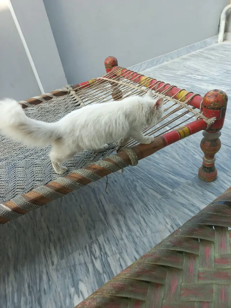 white persian cat tripples cot — photo 4