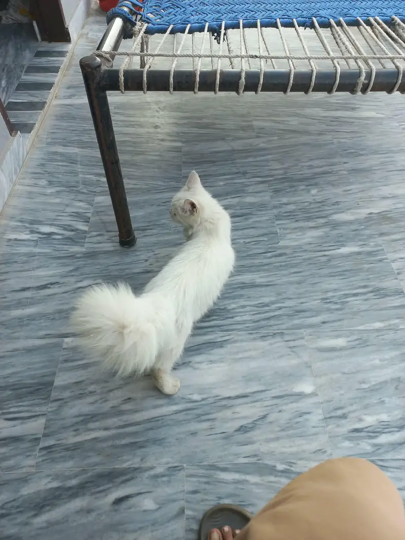 white persian cat tripples cot — photo 5
