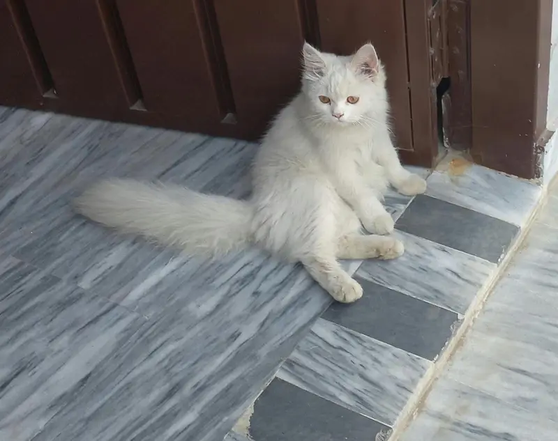 white persian cat tripples cot — photo 6