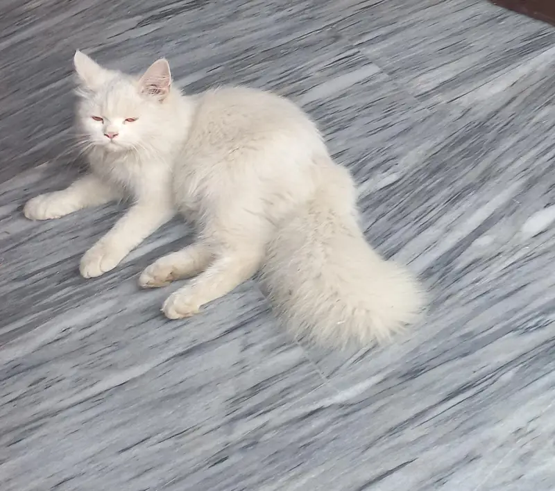 white persian cat tripples cot — photo 7