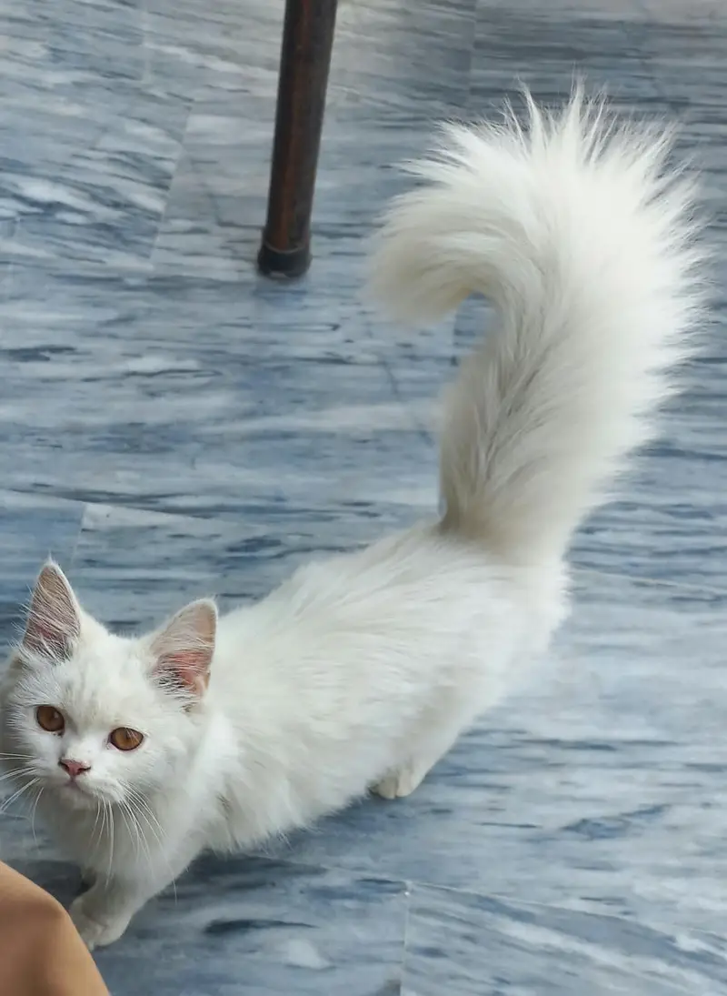 white persian cat tripples cot — photo 8