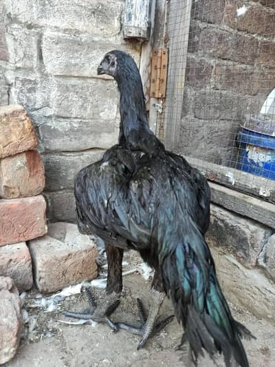 Black Dragan  For sell in lahor
