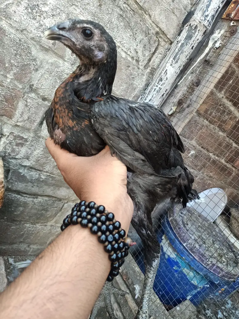 Black Dragan  For sell in lahor — photo 2