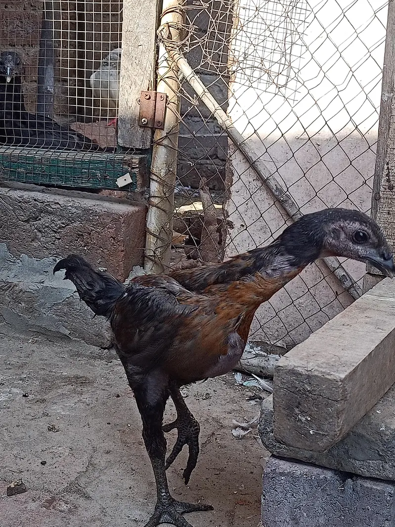 Black Dragan  For sell in lahor — photo 3