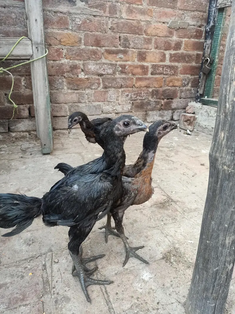 Black Dragan  For sell in lahor — photo 4