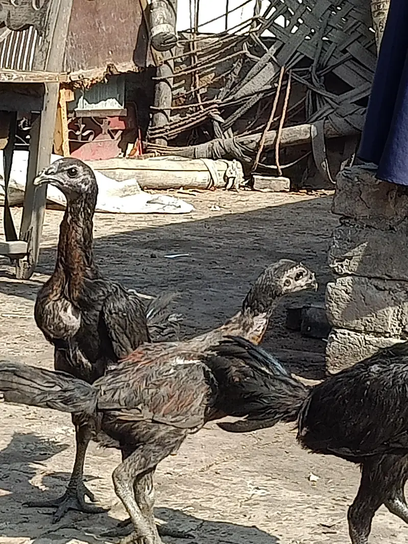 Black Dragan  For sell in lahor — photo 5