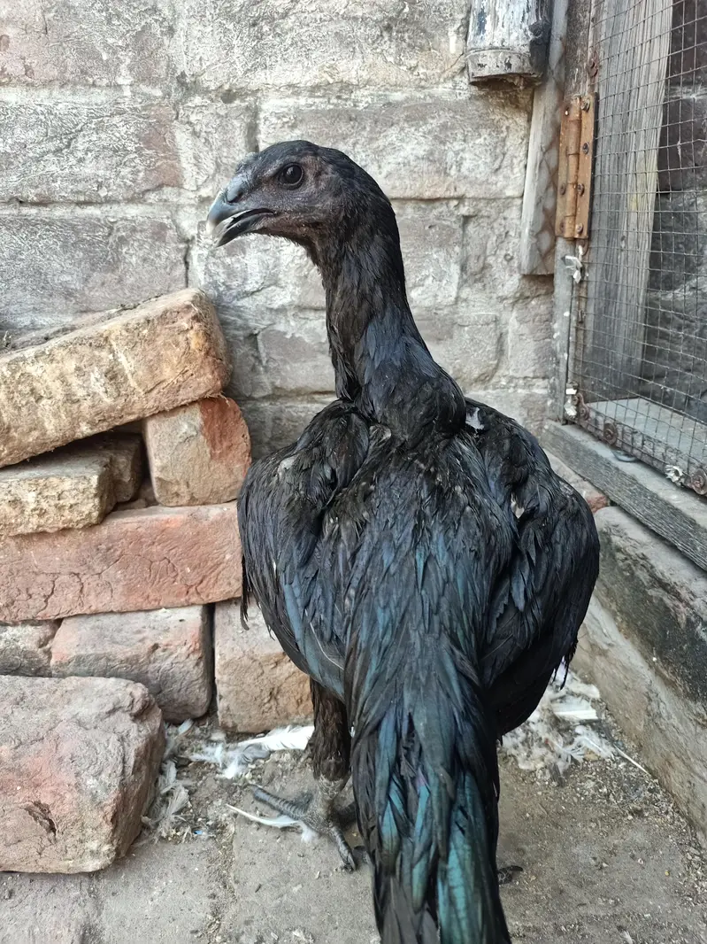 Black Dragan  For sell in lahor — photo 6