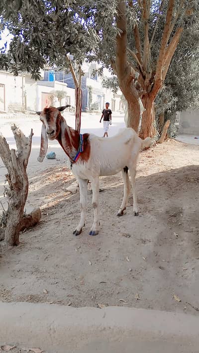 Pateri Cross Female For Sell: