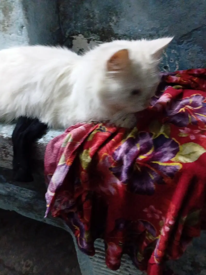 with four baby — photo 2