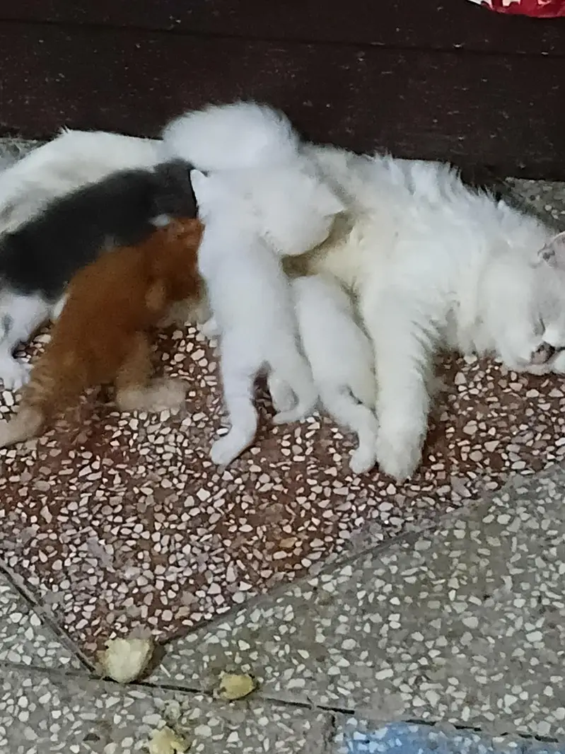 with four baby — photo 3