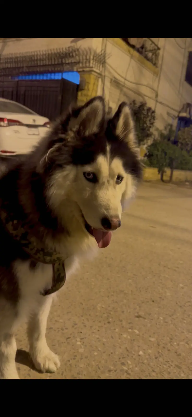 Siberian Husky for Sale