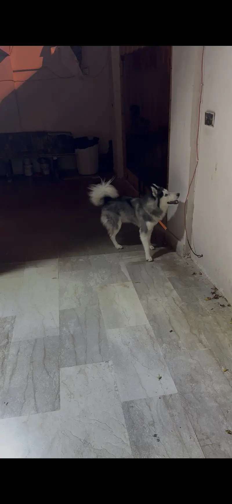 Siberian Husky for Sale — photo 2