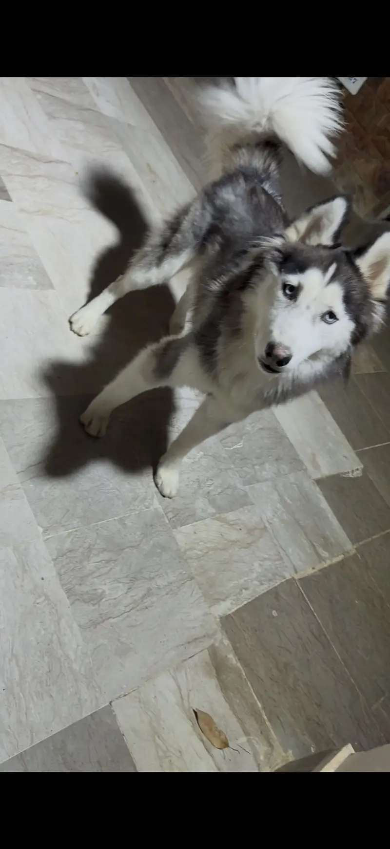 Siberian Husky for Sale — photo 3