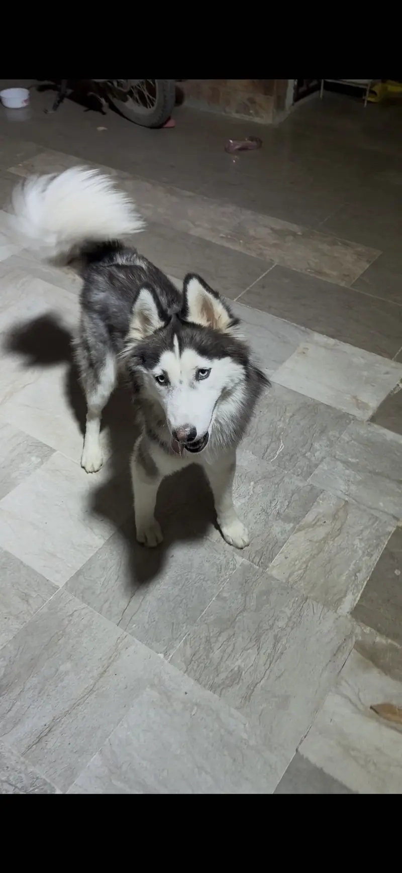 Siberian Husky for Sale — photo 4