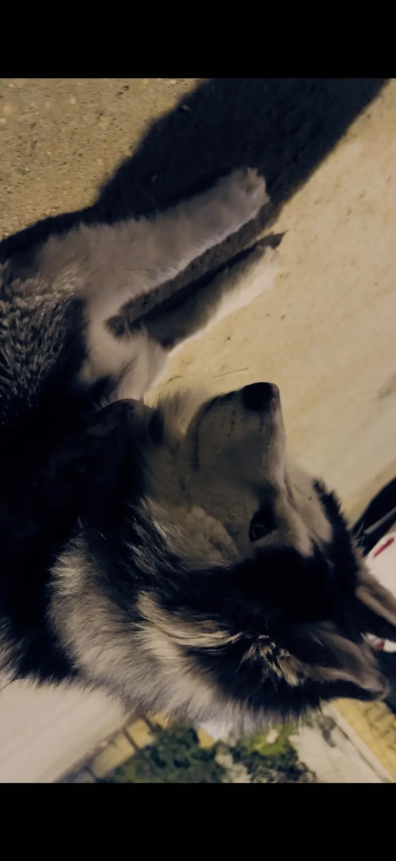 Siberian Husky for Sale — photo 5