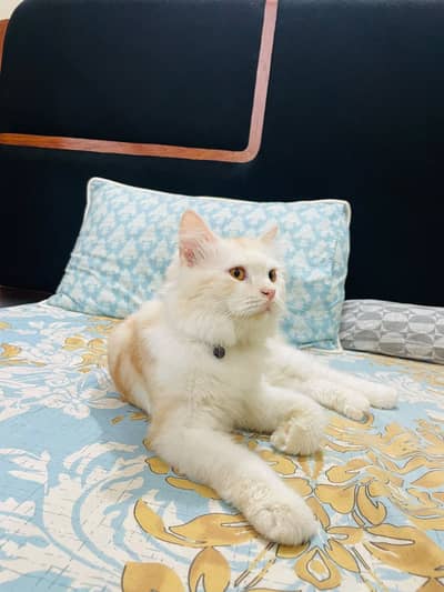 Persian male cat