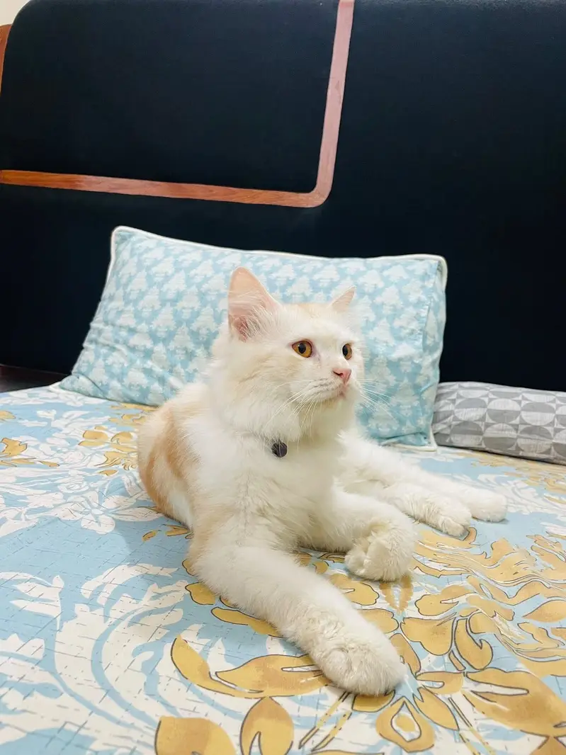 Persian male cat