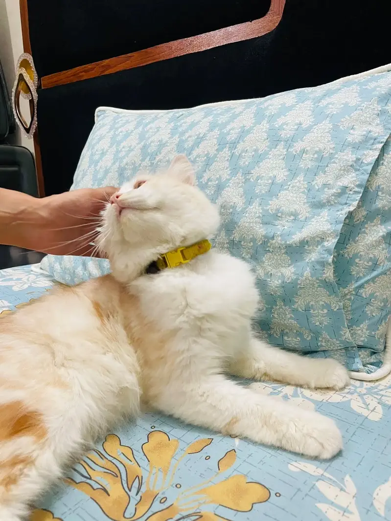 Persian male cat — photo 3