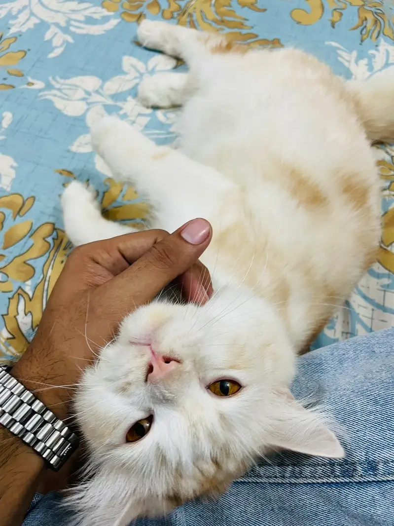 Persian male cat — photo 4