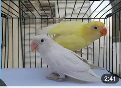 Love bird, Pair