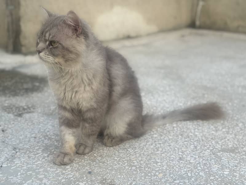 Persian Cat 1