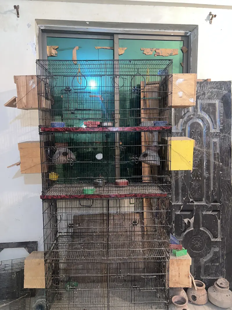 Birds Cage — photo 2