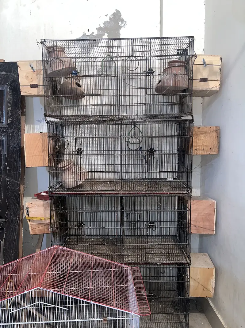 Birds Cage — photo 3