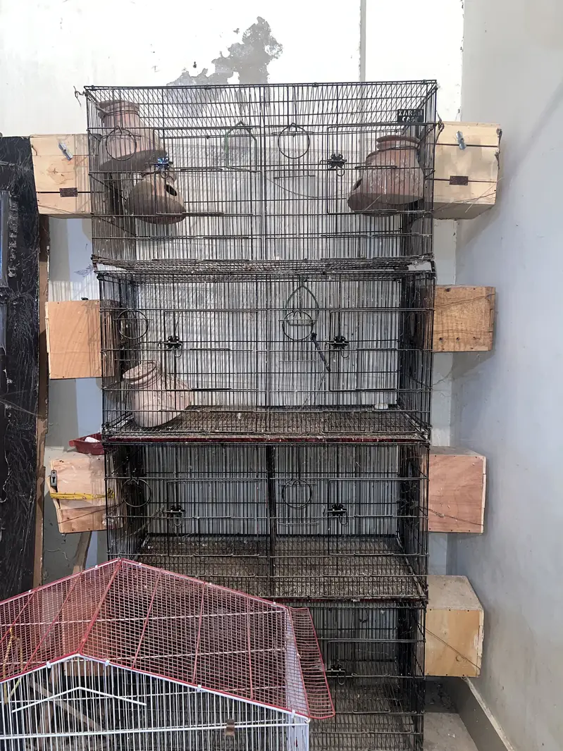 Birds Cage — photo 5