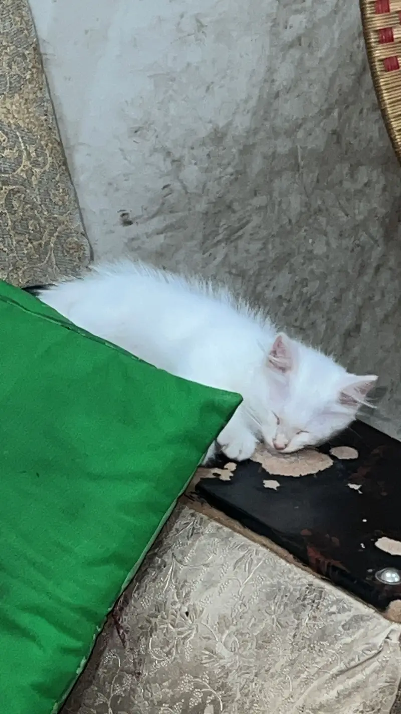 Persian triple coat