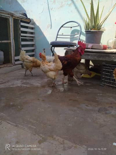 5 misri murghiyan 1 murgha