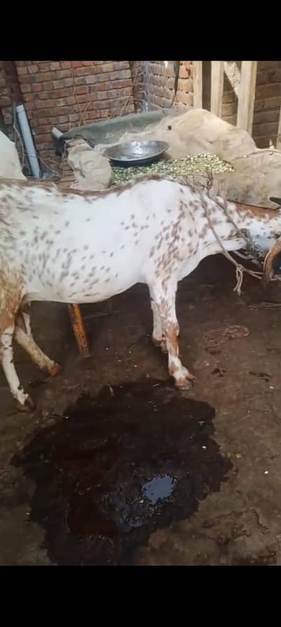 krass ho gi ha 20din ke krass ke video be ha  03274584705