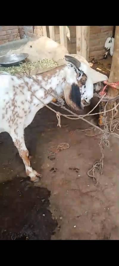 krass ho gi ha 20din ke krass ke video be ha  03274584705