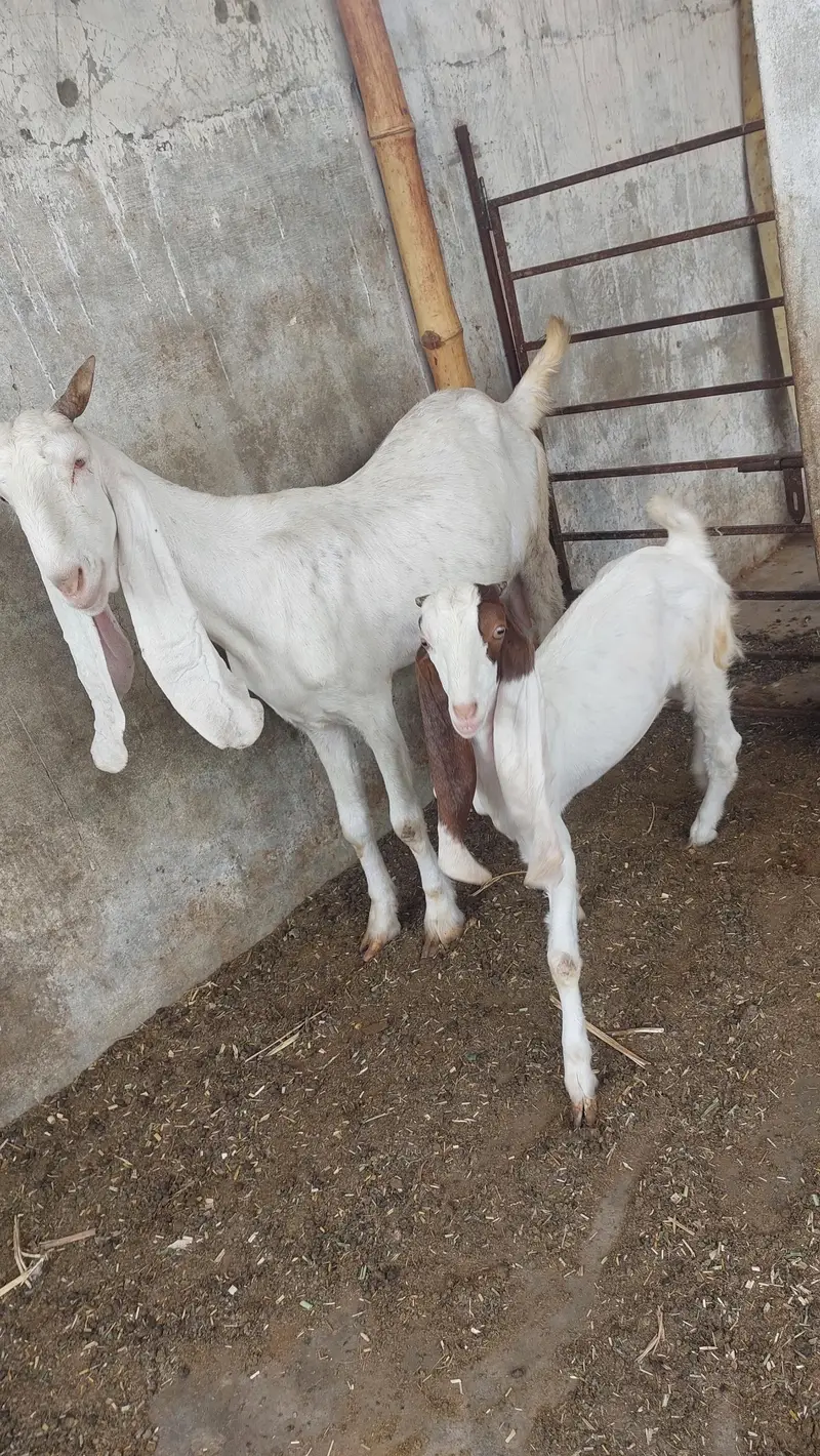gulabi bakri for oski bachs