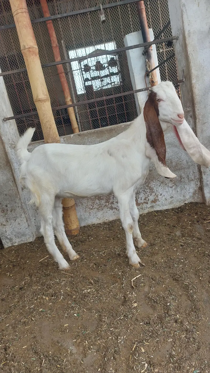 gulabi bakri for oski bachs — photo 4